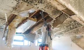 Best Industrial Mold Remediation in Highlands Ranch, CO